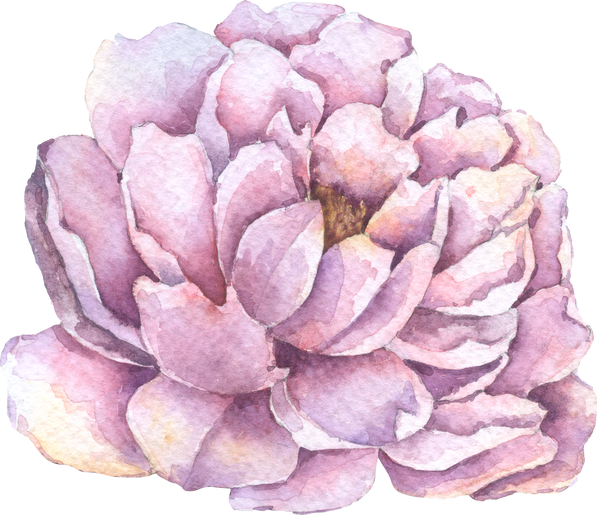 Violet Peony flower, Autumn flower watercolor